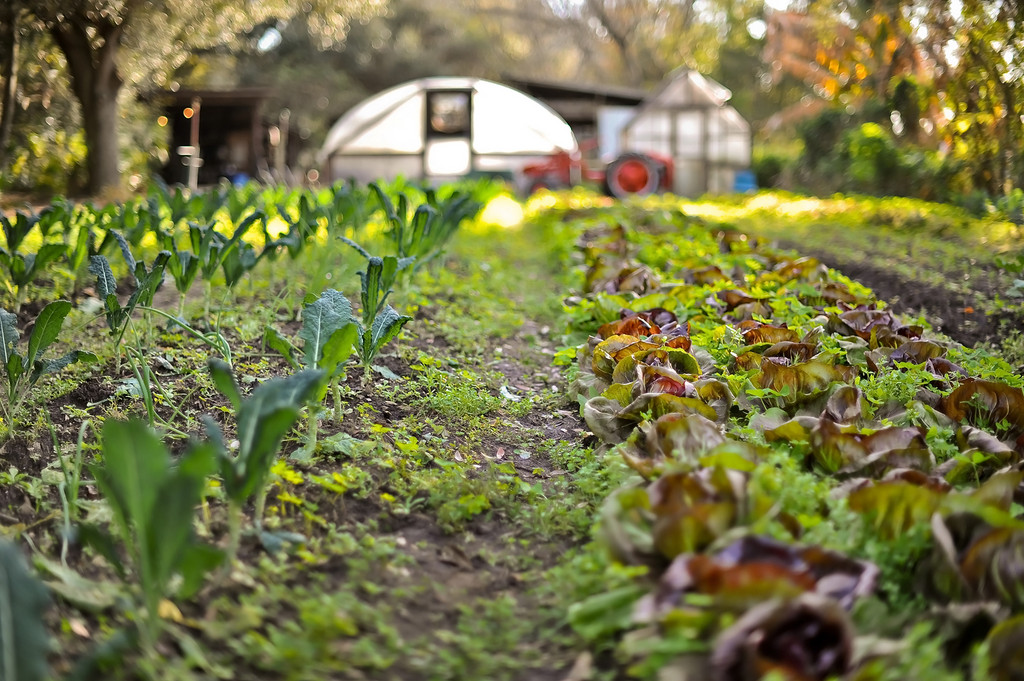 Urban agriculture, agroecology, school and community gardens